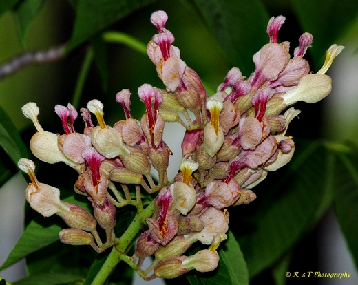 {Aesculus pavia x A. flava}